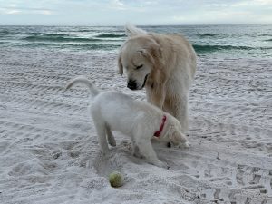 Dr. Bauer's dogs at the beach